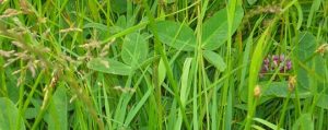 pacific-pastures-grass-rye-clover